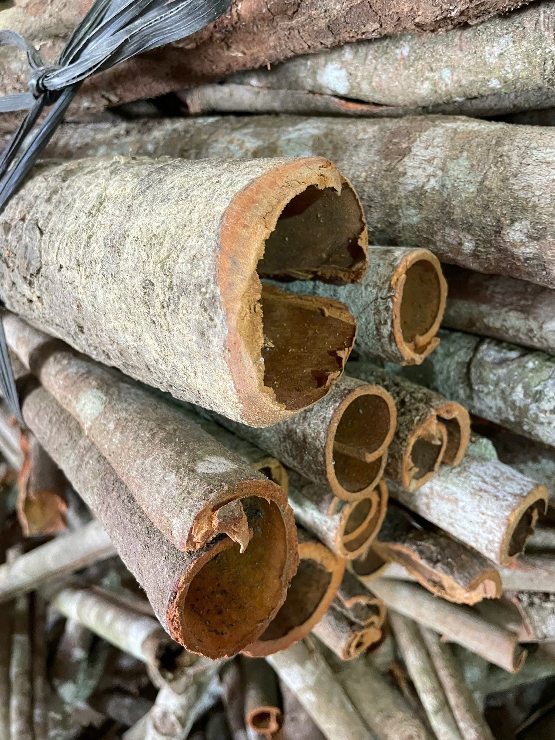 Cassia Whole Tube