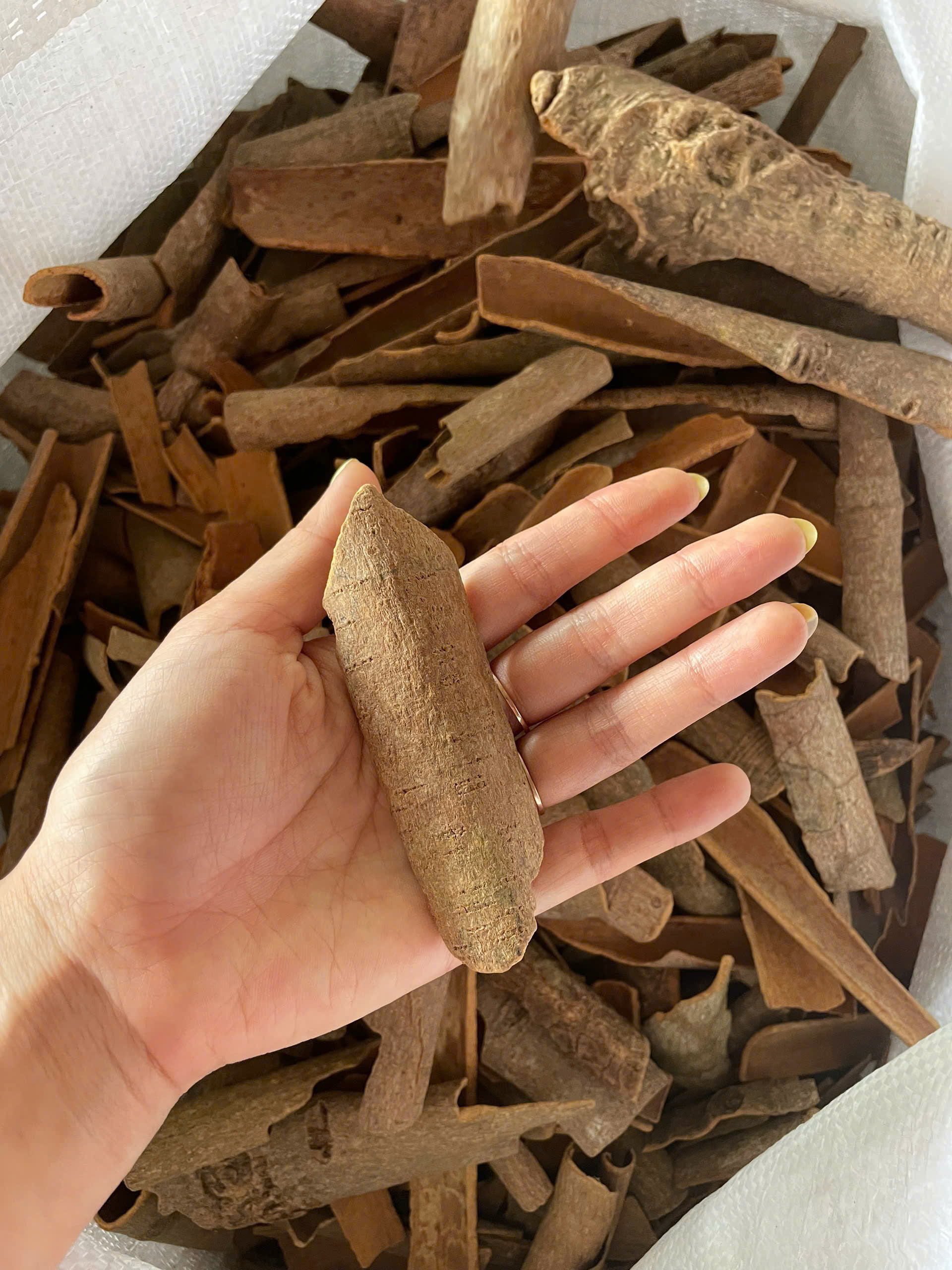 Cinnamon Broken Without Skin