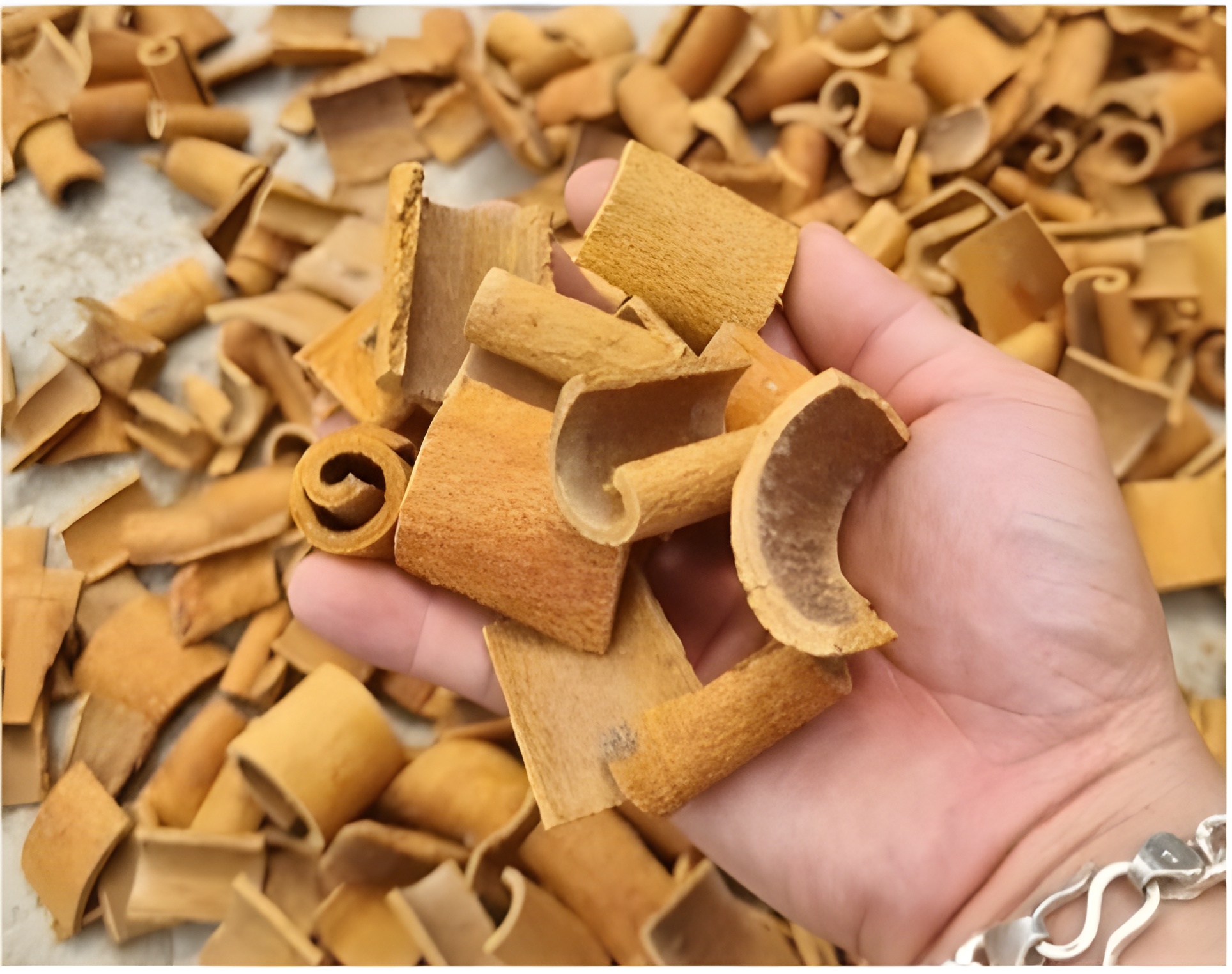 Cinnamon Squarecut without Skin