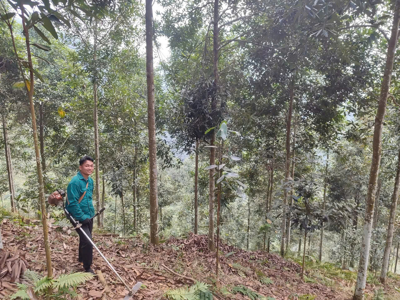 Cinnamon Farmers